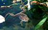 Late Winter Critters - Wood Frog (Rana sylvatica)