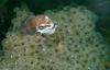 Late Winter Critters - Wood Frog (Rana sylvatica)173
