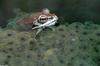 Late Winter Critters - Wood Frog (Rana sylvatica)174