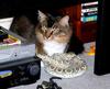 Cleopatra and her Asp...