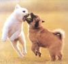 Puppies