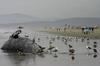 Dead whale and gulls