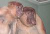 Proboscis Monkeys