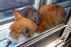 Cat and Rat