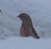redcap