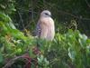 Bird of prey