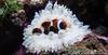 Clown and anemone
