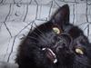 Black cat