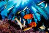 Underwater