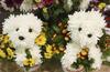 Flower Puppies