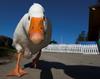 Aflac