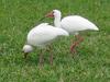 Little cattle egrets