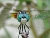 blue-green dragonfly