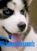 DOGS 2