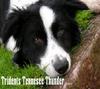 DOGS 2