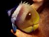 In Da Sea - Butterflyfish