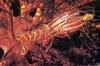 In Da Sea - Shrimp