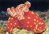 In Da Sea - Sea Cucumber?