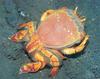 In Da Sea - Crab?