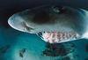 In Da Sea - Shark Face
