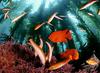 In Da Sea - Wrasse?