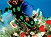 In Da Sea - Nudibranch