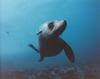 In Da Sea - Sea Lion