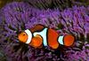 In Da Sea - Clownfish