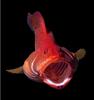 In Da Sea - Fish