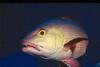 In Da Sea - Fish