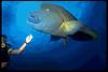 In Da Sea - Humphead Wrasse