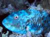 In Da Sea - Fish
