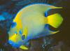 In Da Sea - Queen Angelfish