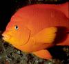 In Da Sea - Red Fish