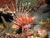 In Da Sea - Lionfish