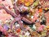 In Da Sea - Sea Star
