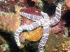 In Da Sea - Sea Star