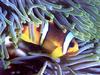 In Da Sea - Clownfish