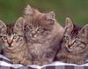 Cute kittens