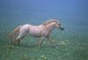horses