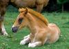 horses