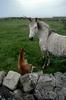 horses