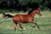 horses