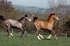 horses