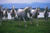 horses
