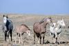 horses