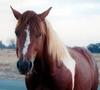 horses