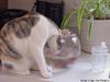 Cat fishing