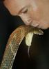 Kissing King Cobra