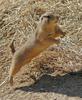 Flying Prairie Dog